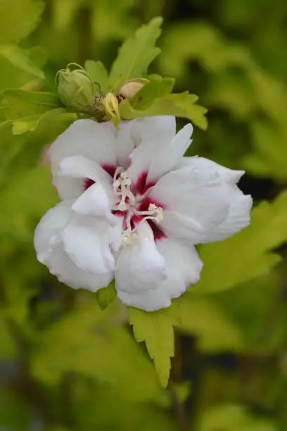 Rose Of Sharon Speciosus - Latin name - Hibiscus syriacus Speciosus
