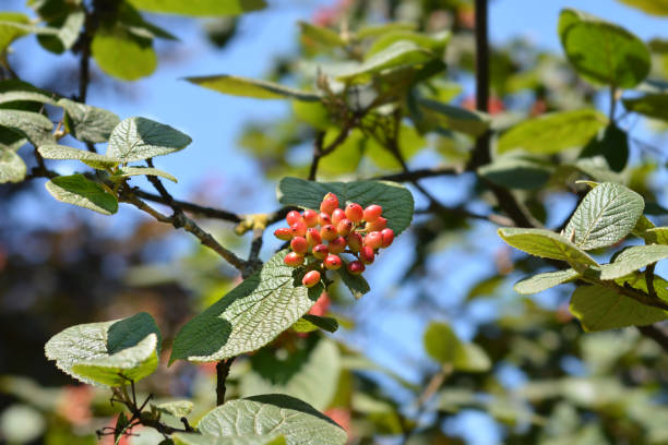 wegweiserbaum - wayfaring stock-fotos und bilder