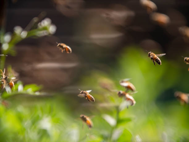 istock bee colony flying in the spring sunshine 1172670497