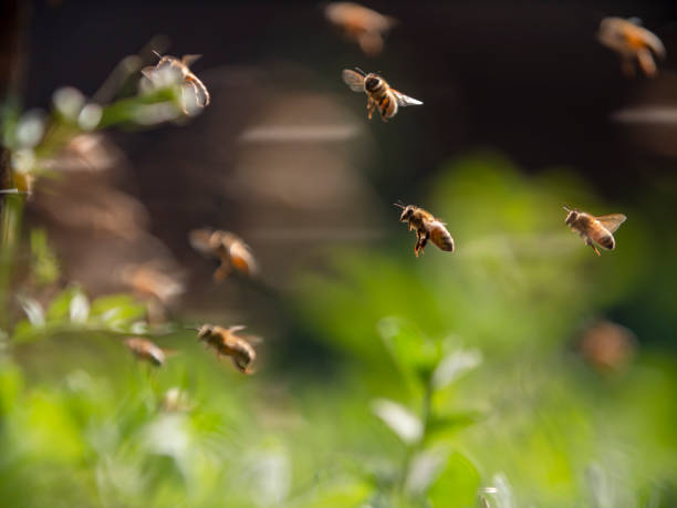istock bee colony flying in the spring sunshine 1172670567