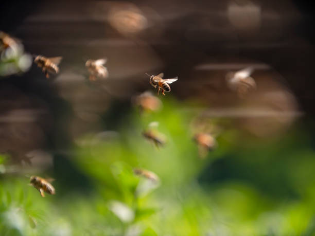 istock bee colony flying in the spring sunshine 1172670595