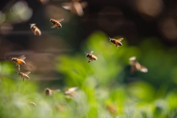 istock bee colony flying in the spring sunshine 1172670657