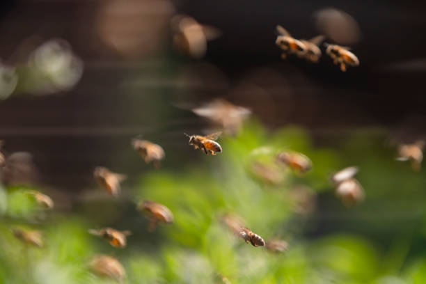 istock bee colony flying in the spring sunshine 1172670662