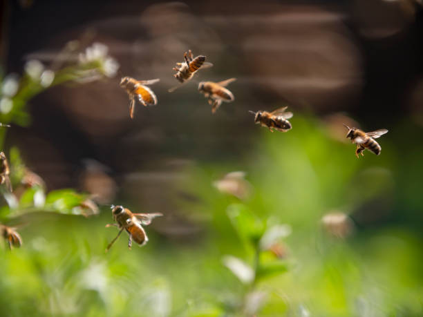 istock bee colony flying in the spring sunshine 1172670665