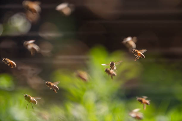 bee colony flying in the spring sunshine