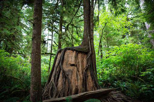 Inside the Rainforest: Hoh and Quinault national forest landscapes: the wonders of nature in the roots of spruces and douglas firs