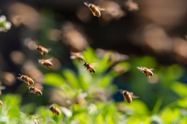 istock bee colony flying in the spring sunshine 1172670873