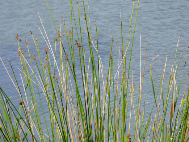 istock Reeds in a lake 1172671271