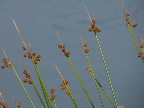 istock Reeds in a lake 1172671295