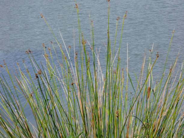 istock Reeds in a lake 1172671461
