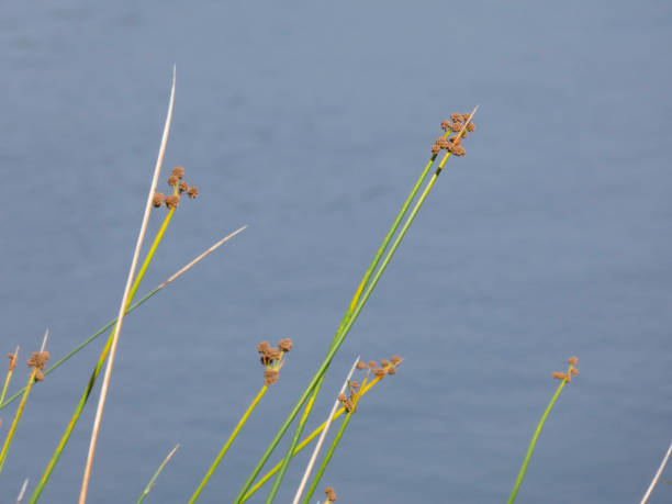 istock Reeds in a lake 1172671568