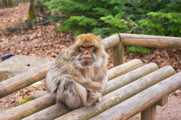 Old Barbary Macaque Female Sitting On A Wooden Bench