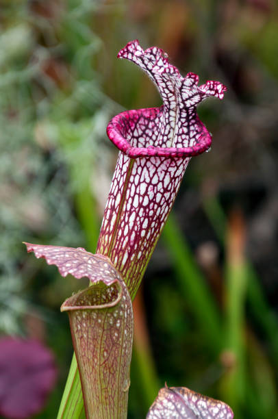 istock Pitcher plant or trumpet pitcher with white hood with red veins 1172674022