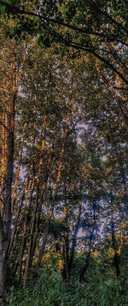 istock Late summer twilight near a clearing with tall trees. 1172675359