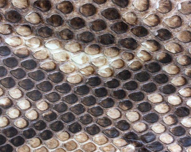 istock the background of the beautiful natural tanned leather reticulated Python 1172675685