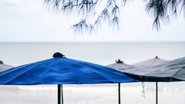istock beach umbrellas with sea and sky background 1172677319