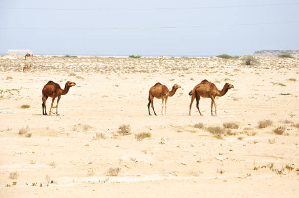 Camels in Qesh Island, Iran