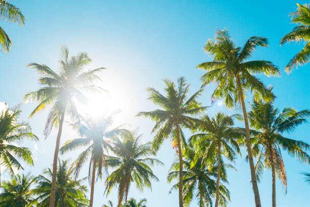 istock A forest of palm trees 1172679227