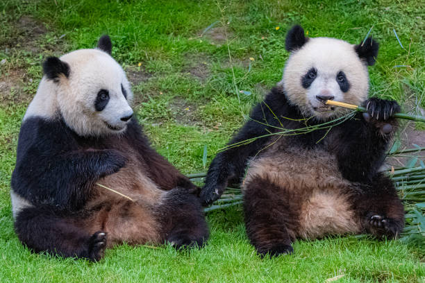 istock Giant pandas, bear pandas 1172679691