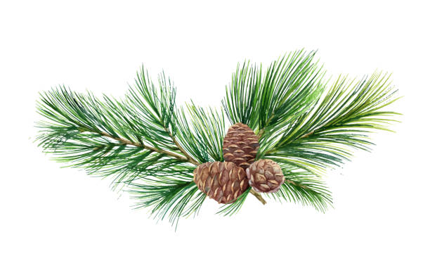 원유 와 수채화 벡터 녹색 가문비 나무 화환, 크리스마스 트리. - pine branch pine tree pine cone stock illustrations