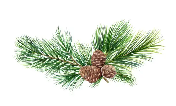 Vector illustration of Watercolor vector green spruce wreath with cones, Christmas tree.
