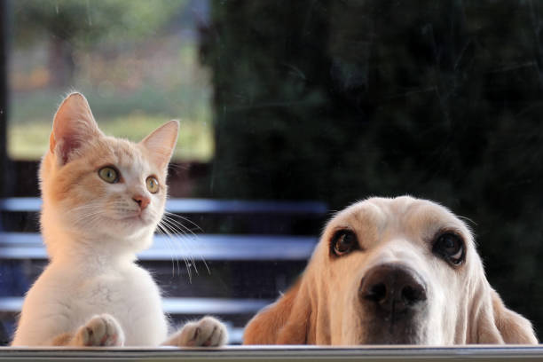 istock Basset hound and red kitten watching through the window 1172681847