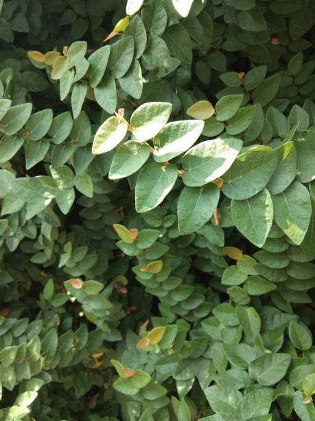 istock greenery vines on the wall of the fence 1172682920