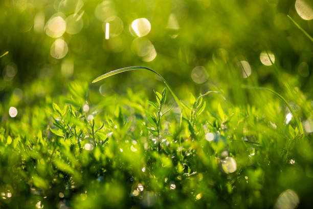 Green grass under water drops sun day light close up