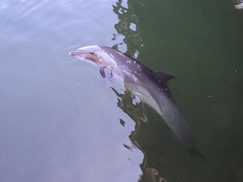 Dolphin in North Sea near Macduff