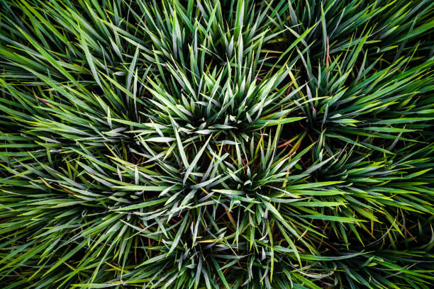 istock Close up of fresh rice crops 1172685400