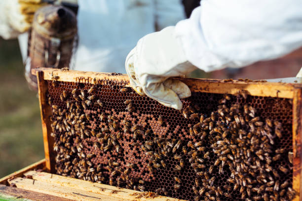 istock Beekeeper with smoker controlling bee yard and bees 1172685706