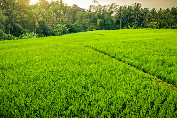 istock Rice terraces at sunrise 1172685909