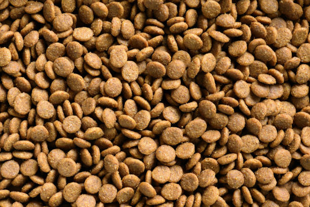 istock Dry pet food background 1172687134