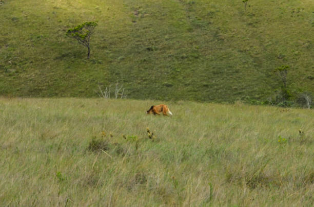 The big wolf natural from South America photographed in Serra da Canastra, Minas Gerais, Brazil. This name is Lobo Guara (Chrysocyon brachyurus).