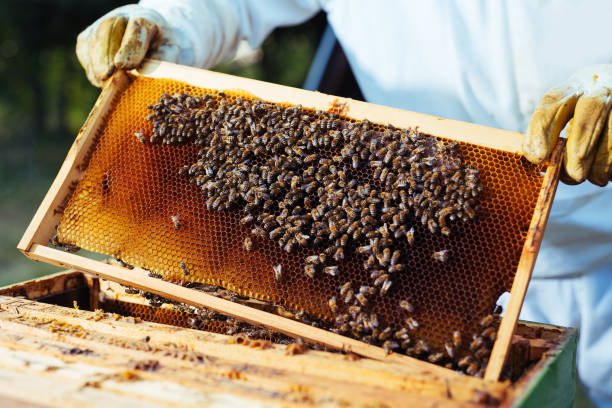 istock The beekeeper takes out from the hive honeycomb with bees 1172687377