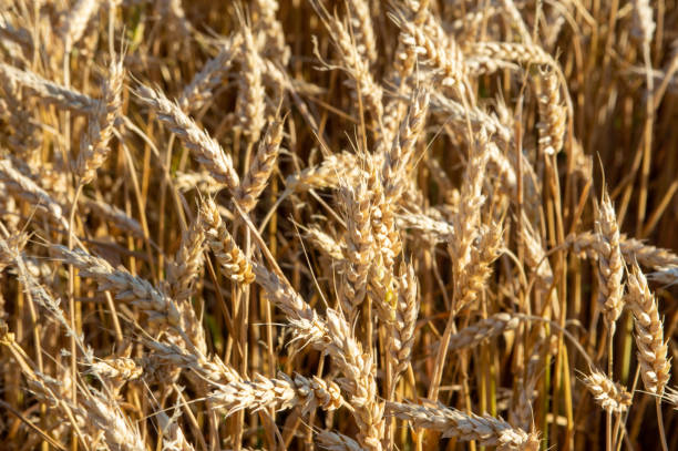 istock Field of Wheat 1172687597