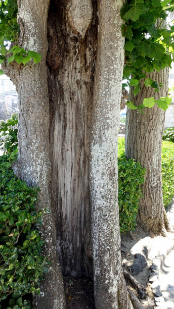 istock The hollowed out trunk of a very old tree 1172687698