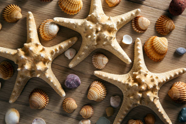 istock Background of sea shells and starfish 1172689405
