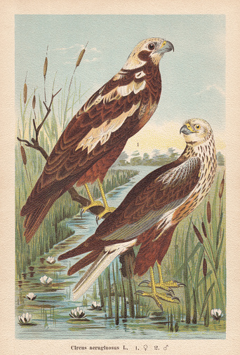 Western marsh harrier (Circus aeruginosus), 1) female, 2) male. Chromolithograph, published in 1896.