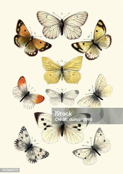 Ilustración de Mariposas Mariposa Blanca Con Venas Negras Azufre Blanco Grande y más Vectores Libres de Derechos de Mariposa - Lepidópteros
