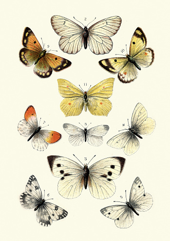 Vintage engraving of Butterflies. 2. Black veined white, 3. Large white, 4. Small white, 5. Green veined white, 6. Bath white, 7. Irange Tip, 8. Wood white, 9. Clouded yellow, 10. Pale clouded yellow, 11. Brimstone. Our Country's Butterflies and Moths and how to Know Them: A Guide to the Lepidoptera of Great Britain