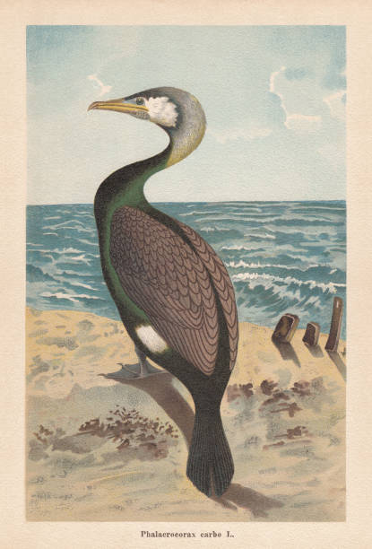 ilustrações, clipart, desenhos animados e ícones de grande cormorão (phalacrocorax carbo), cromolitografia, publicada em 1896 - great black cormorant