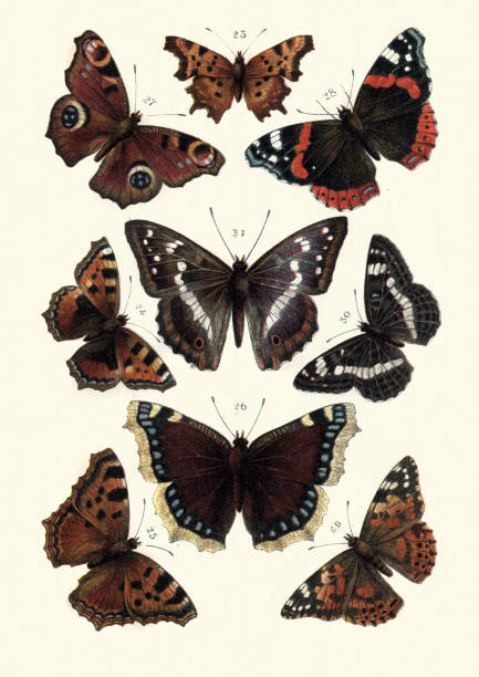 レピドプテラ、蝶、亀の蝶、赤い提督、塗装された女性 - small tortoiseshell butterfly点のイラスト素材／クリップアート素材／マンガ素材／アイコン素材