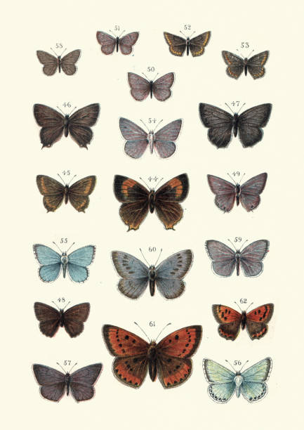 ilustrações, clipart, desenhos animados e ícones de borboletas, borboleta de hairstreak de brown, grande cobre, azul, argus - small copper butterfly