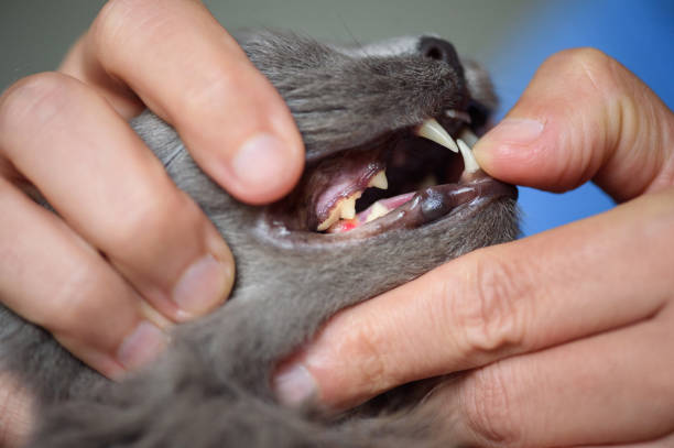 istock Cat desease FORL Feline Tooth Resorption 1172692987