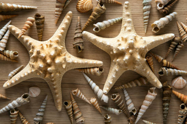 istock Background of sea shells and starfish 1172693128
