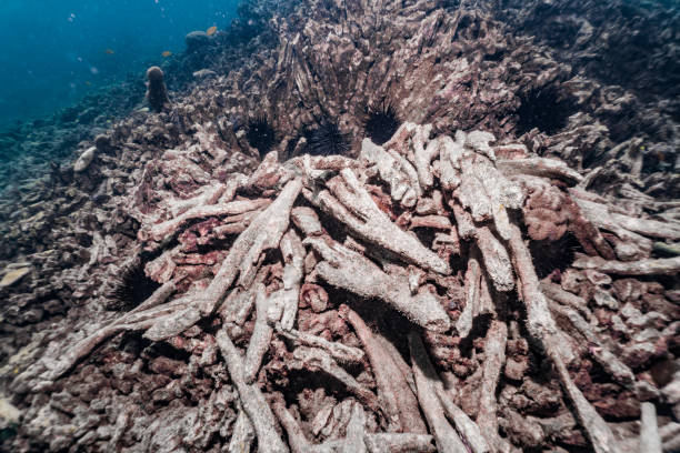 istock Dead underwater coral reef with coral bleaching due to climate change 1172693906