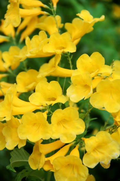 istock Yellow flower bloomed in springtime. 1172694322