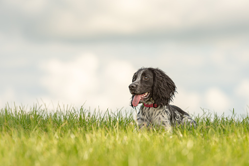 Young proud english springer spaniel hound is lying in the grass in a green meadow