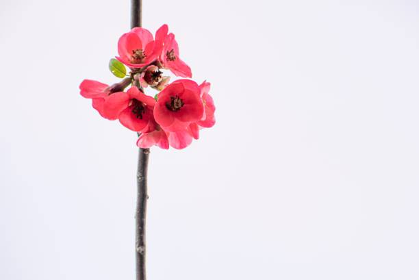 Chinese quince flower pink on white background